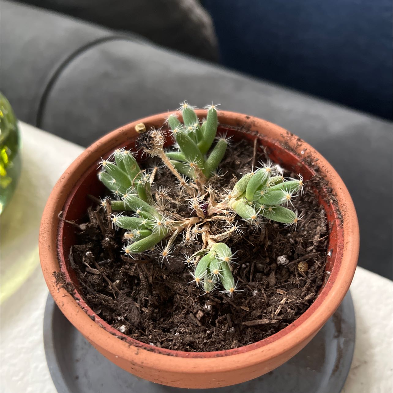 Potted Miniature Desert Rose plant with visible soil and some yellowing and browning leaves.