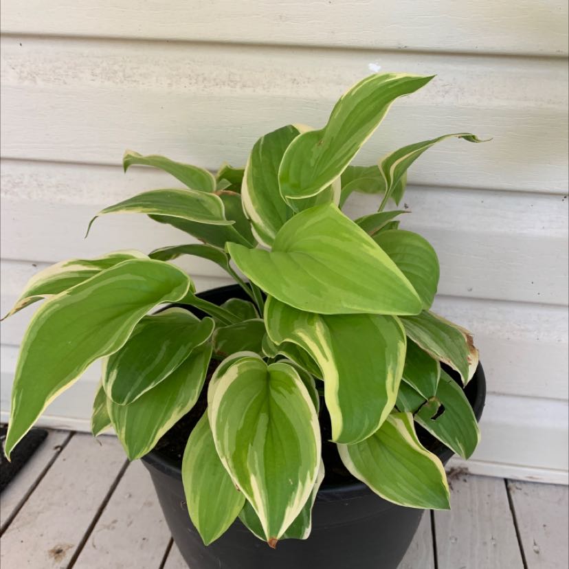 Potted Hosta sieboldii plant with green leaves and white edges on a wooden deck.