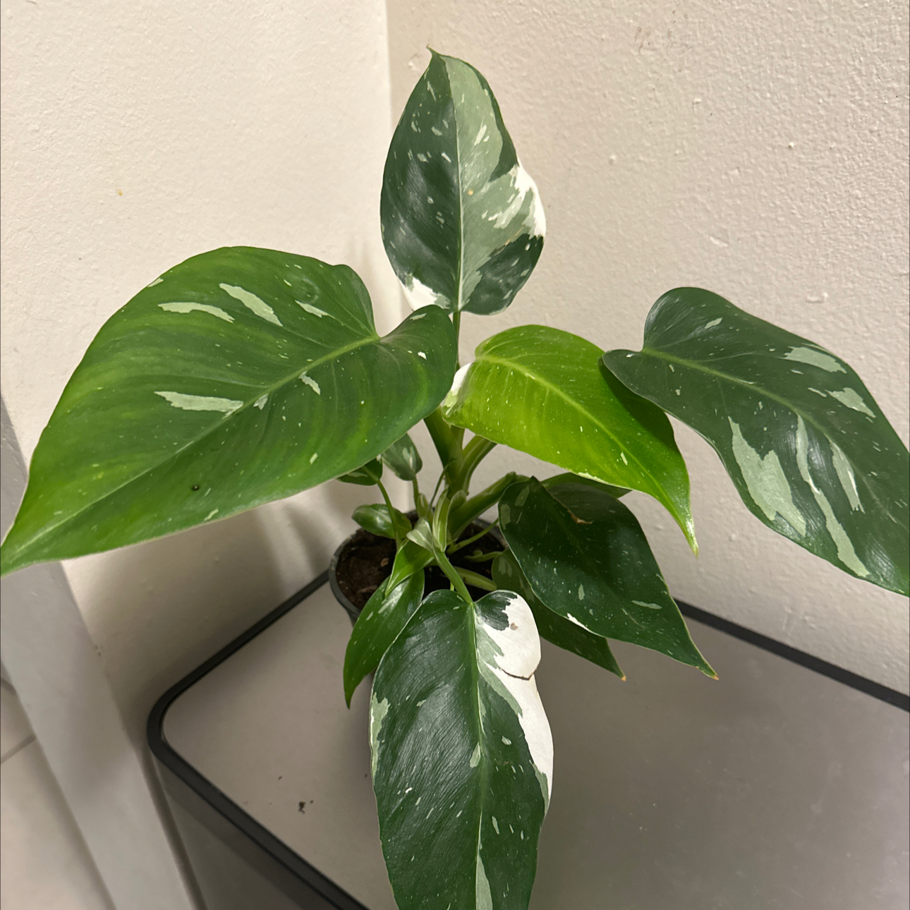 Philodendron 'White Princess' uploaded to the Greg plant app by @USMC4024