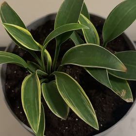 Photo of the plant species Hosta by @USMC4024 named Helen on Greg, the plant care app