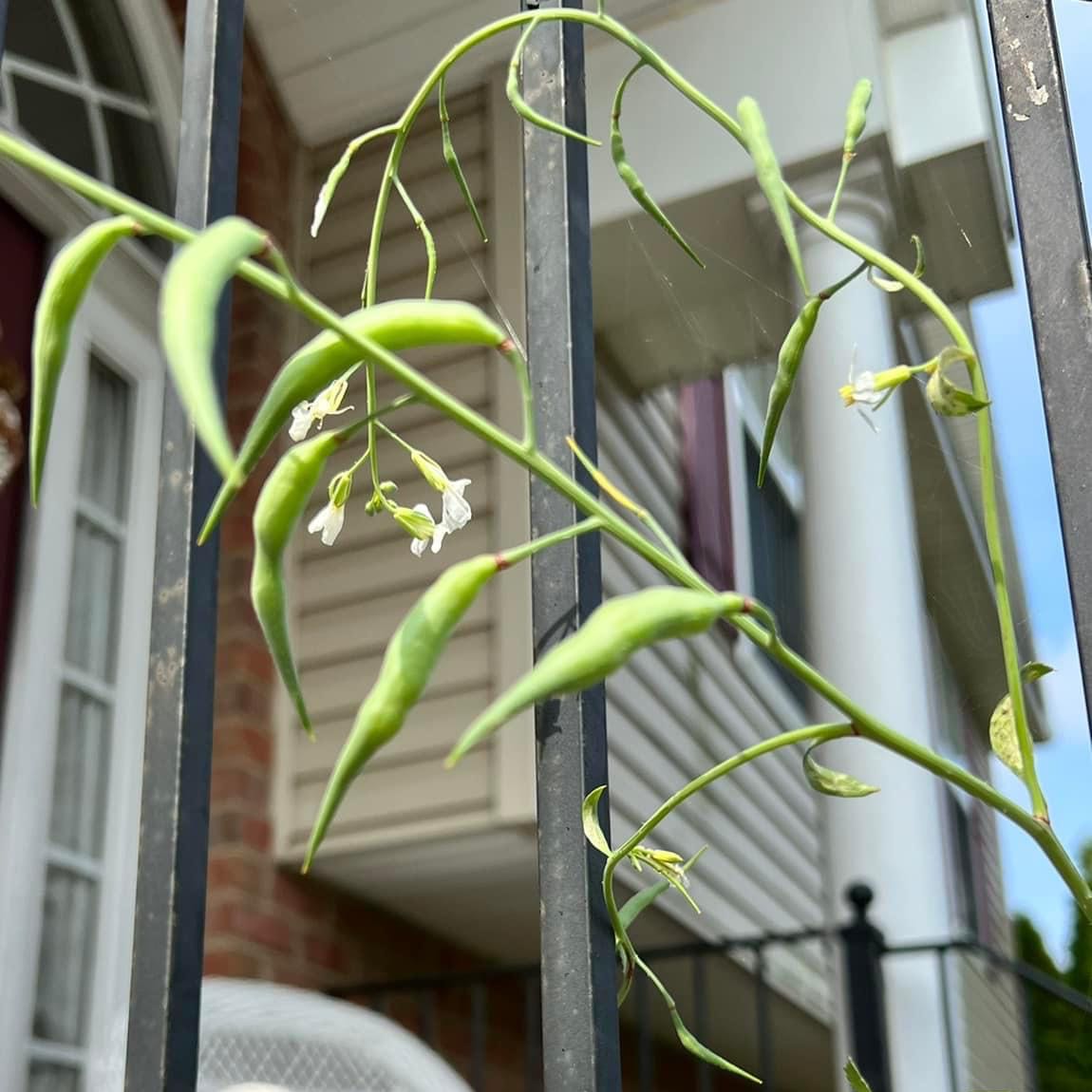 Wild Radish plant with green pods and small white flowers growing outdoors.