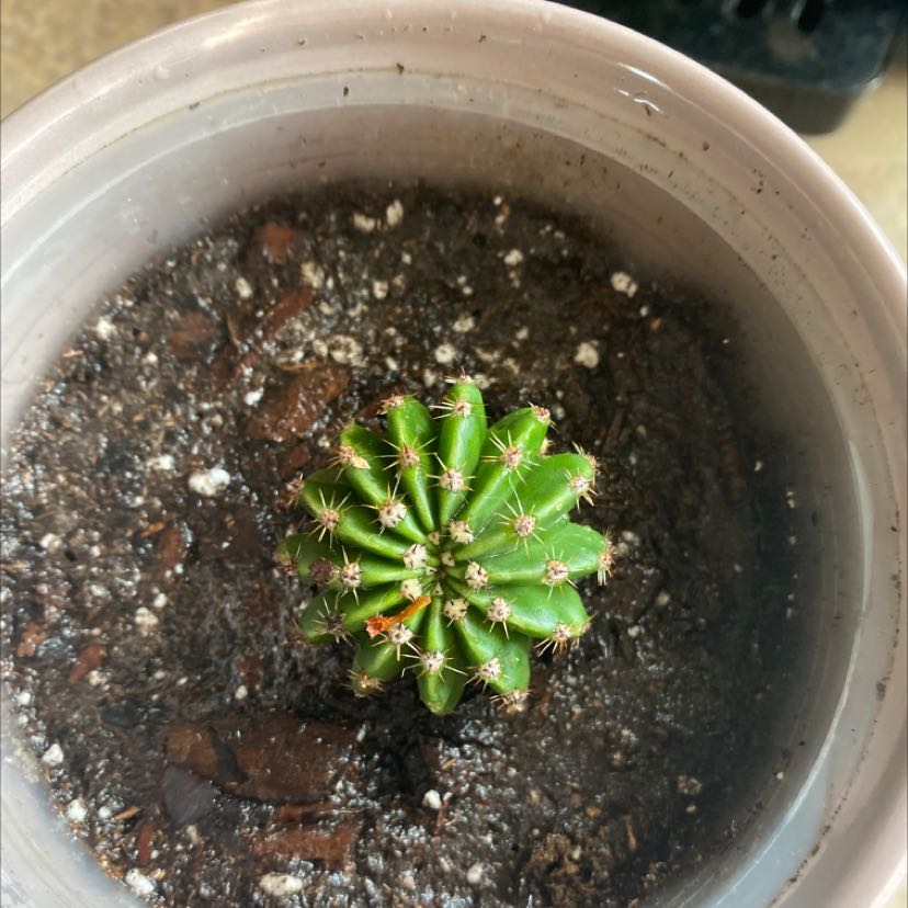 Top view of a small Easter Lily Cactus in a pot with visible soil.