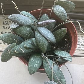 Photo of the plant species Hoya Sigillatis Borneo by @UnsulliedCosmo named Kendall on Greg, the plant care app