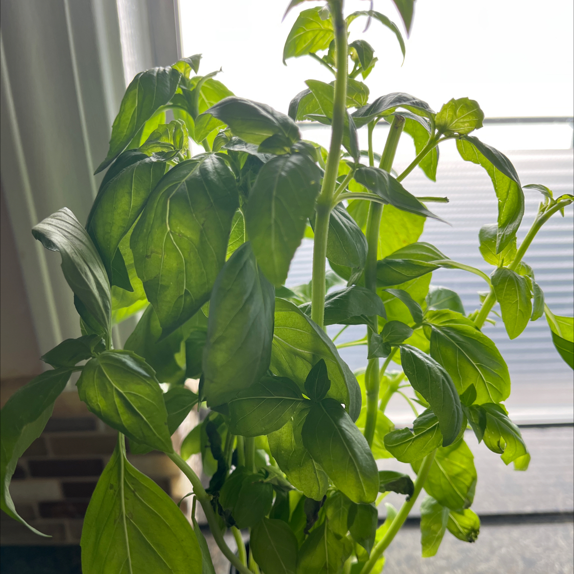 Sweet Basil plant with vibrant green leaves, well-lit and healthy.
