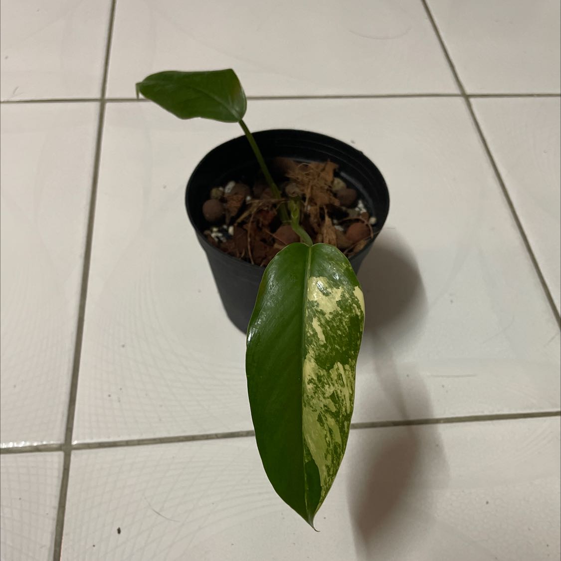 Variegated Philodendron in a black pot on a tiled floor, showing healthy variegated leaves.