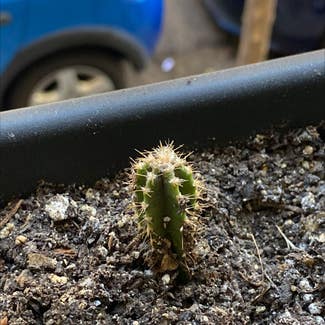 Fairy Castle Cactus plant in Madrid, Comunidad de Madrid