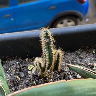 Fairy Castle Cactus plant in Madrid, Comunidad de Madrid