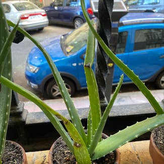 Aloe Vera plant in Madrid, Comunidad de Madrid
