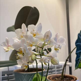 Phalaenopsis Orchid plant in Madrid, Comunidad de Madrid