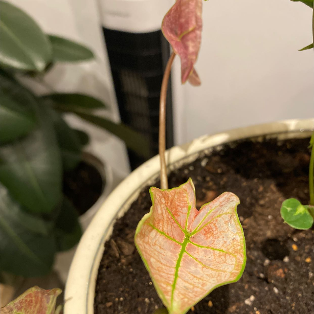 Photo of the plant species Caladium 'Blazing Sun' by @itslucymg named Brandy on Greg, the plant care app
