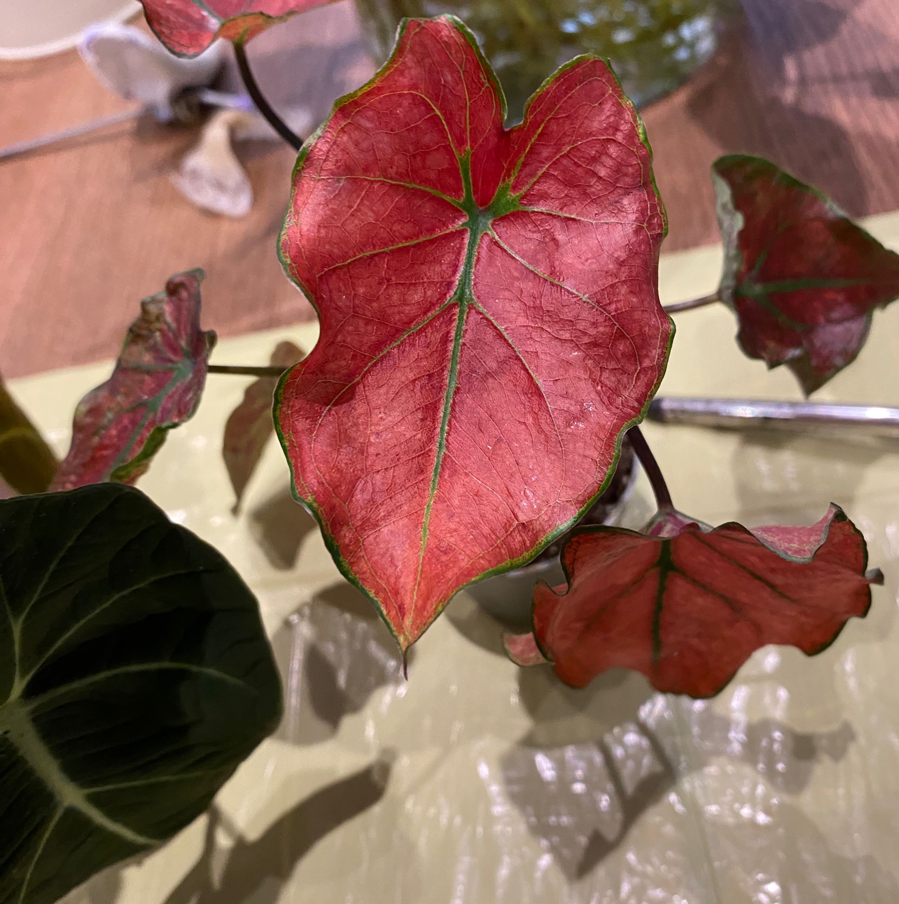 Photo of the plant species Cherry Tart Caladium by @itslucymg named Scarlett on Greg, the plant care app
