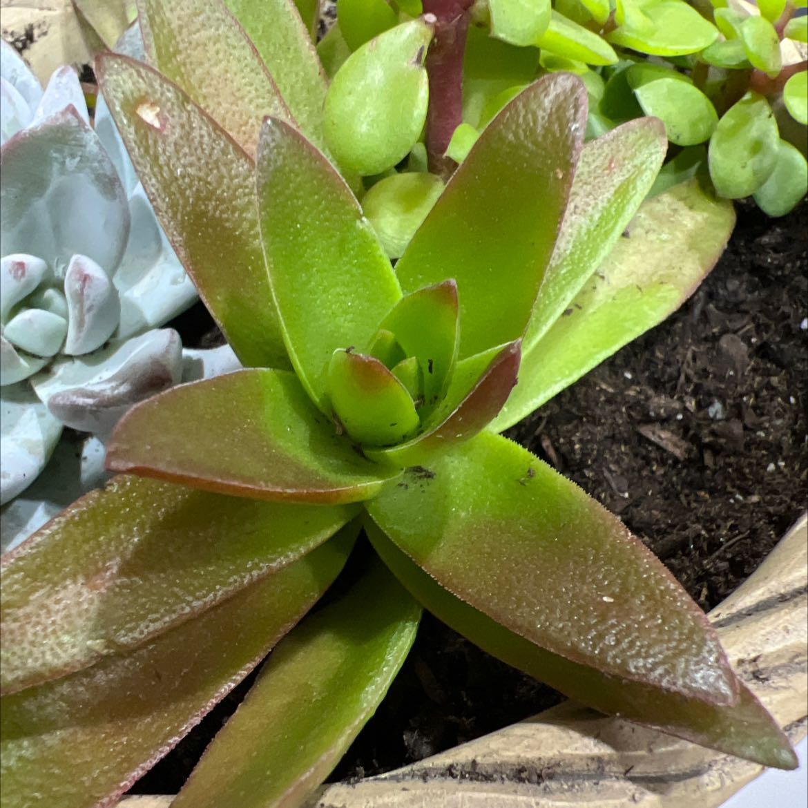 Crassula capitella 'Campfire' plant with vibrant green and red leaves, visible soil.