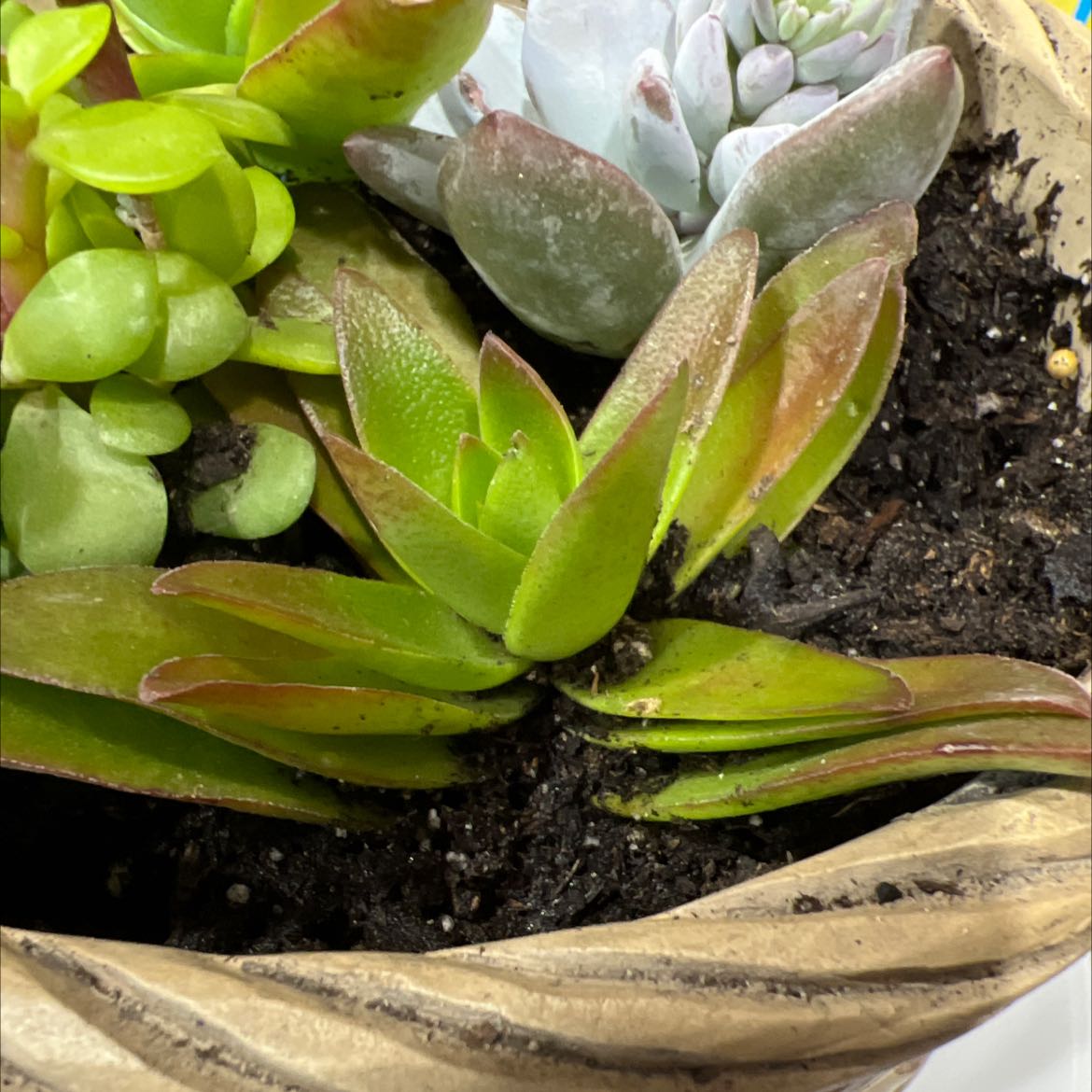 Crassula capitella 'Campfire' plant in a pot with soil, showing vibrant green and red leaves.