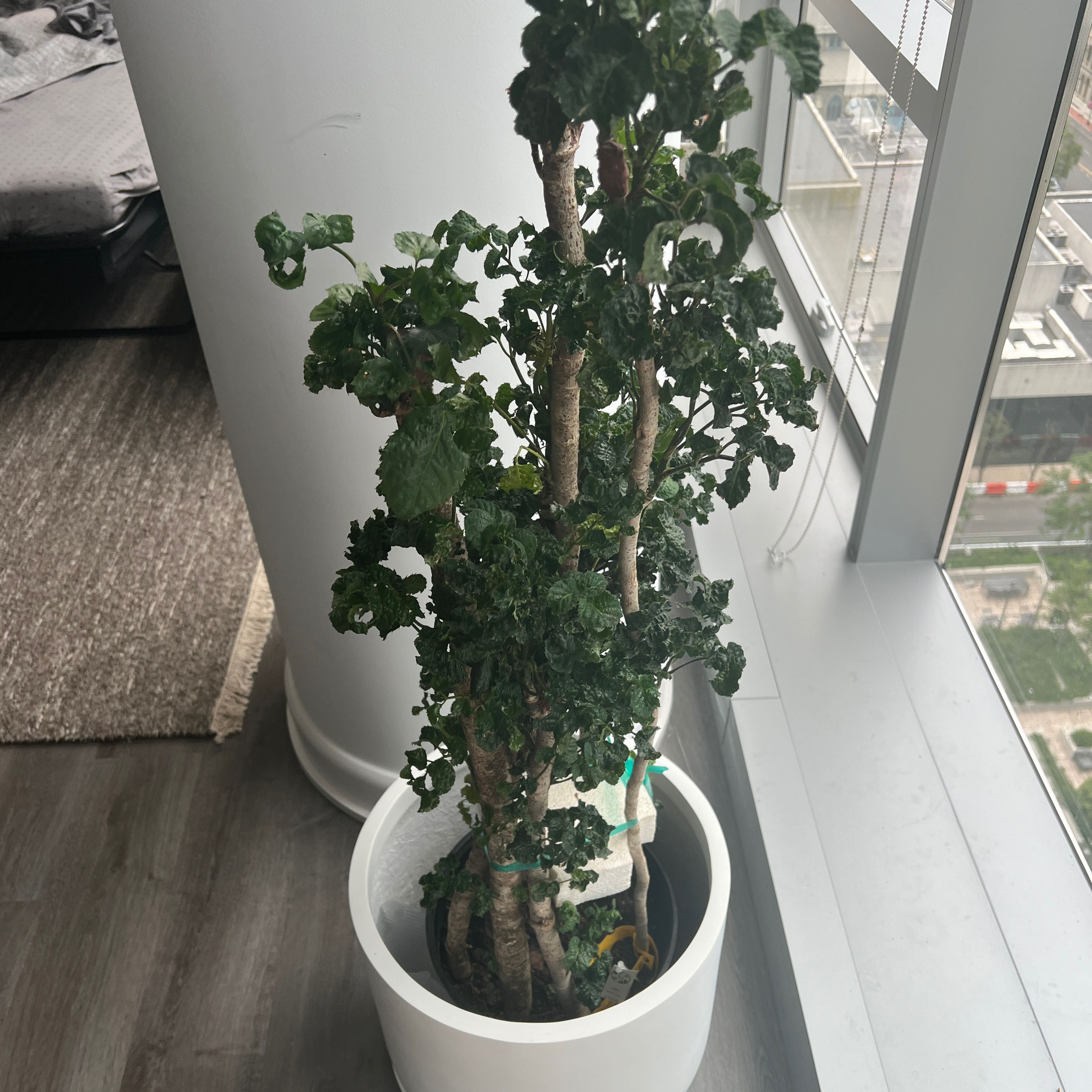 Photo of the plant species Black Aralia Polyscias by @Poncifex named Kale on Greg, the plant care app