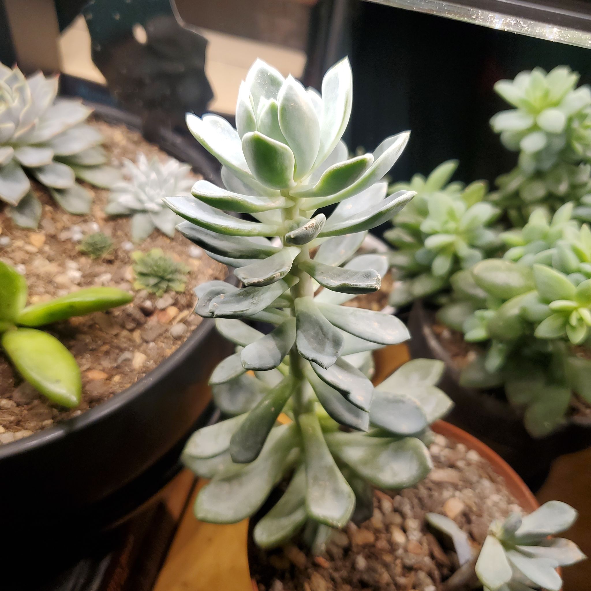 Photo of the plant species Jeweled Crown by @LadyStarStrings named 🔹️ Tipene🔹️ on Greg, the plant care app