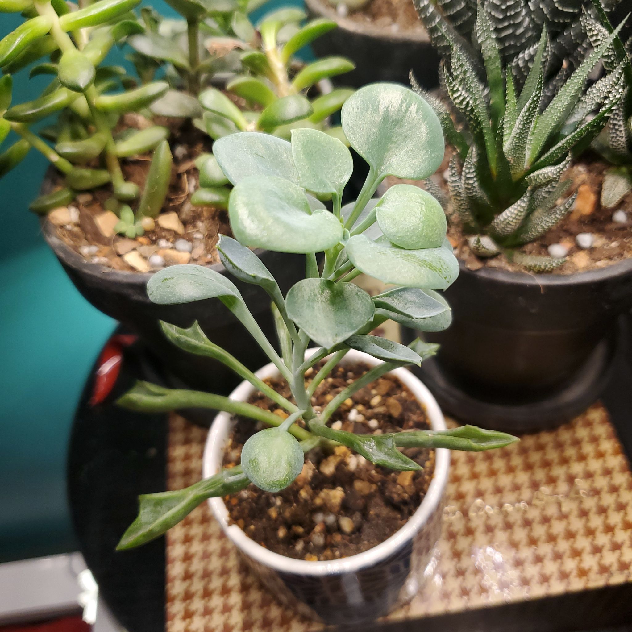 Potted Spear Head Senecio plant with visible soil, well-framed and in focus.