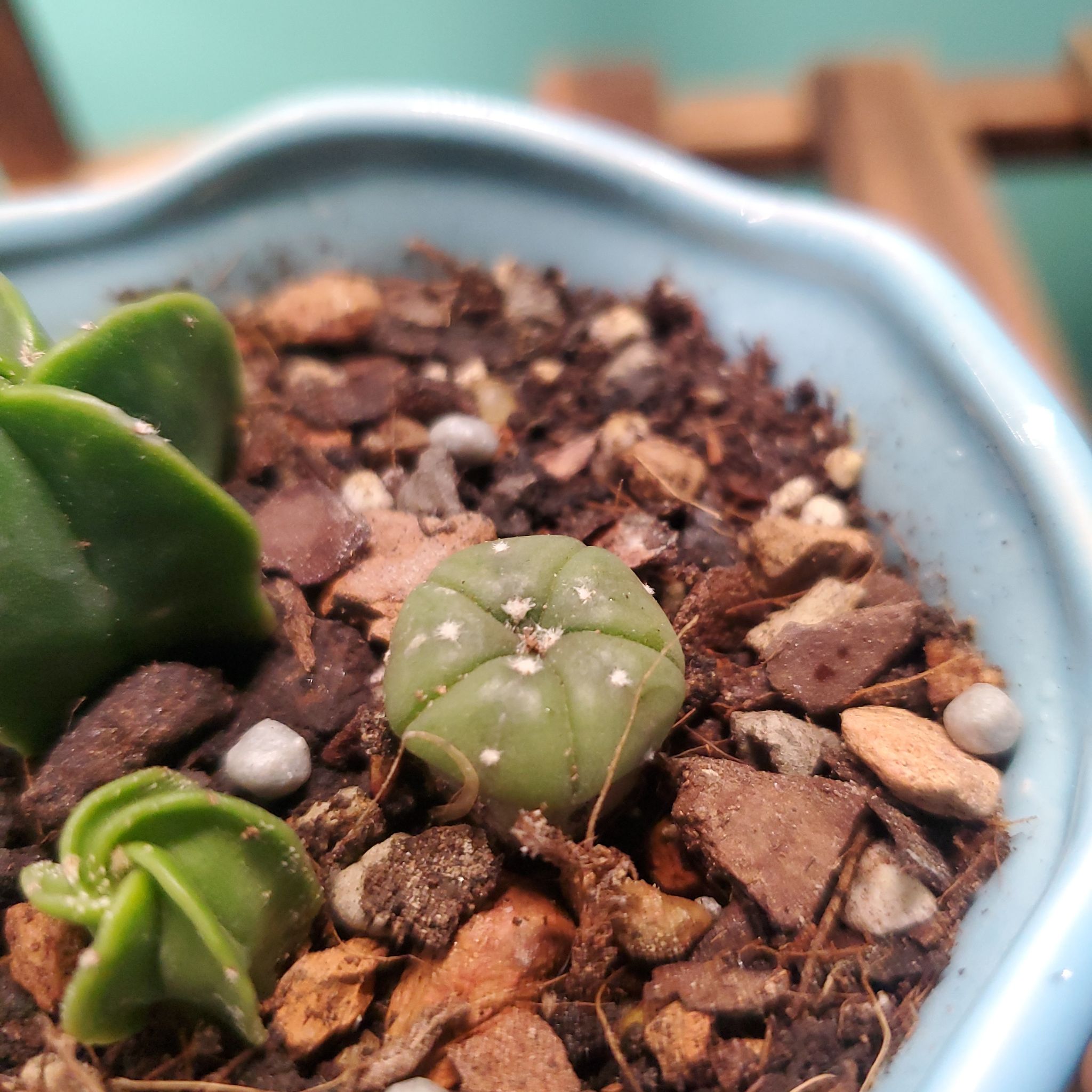 Sand Dollar Cactus in a pot with visible soil and pebbles, appears healthy.