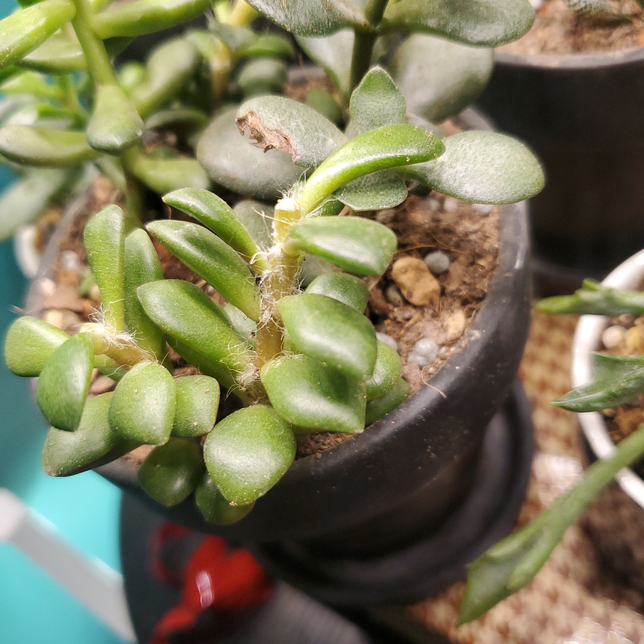 Close-up of Anacampseros 'Sunrise' succulent in a pot with some leaf discoloration.