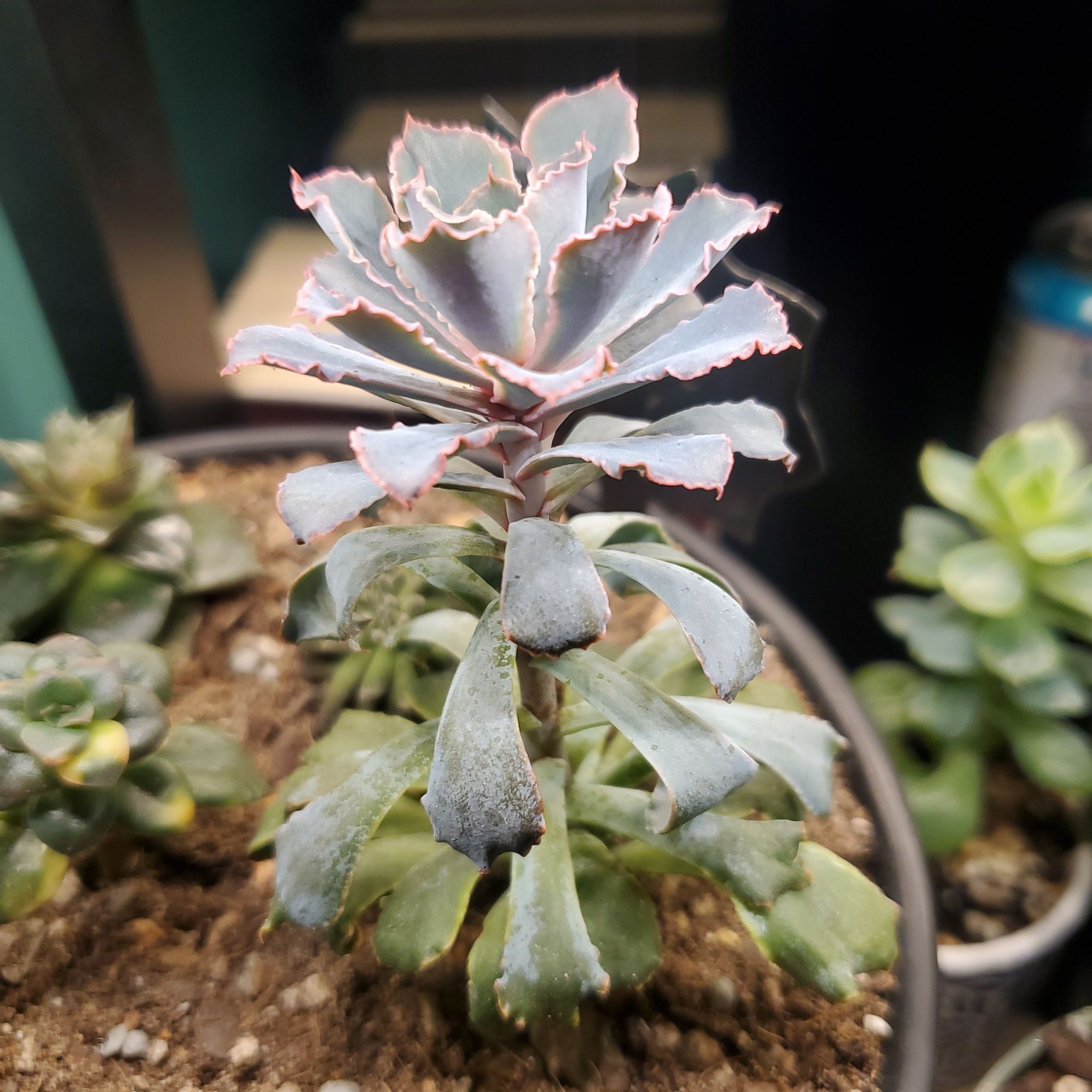 Echeveria 'Neon Breakers' plant with visible yellowing and browning leaves, soil visible.