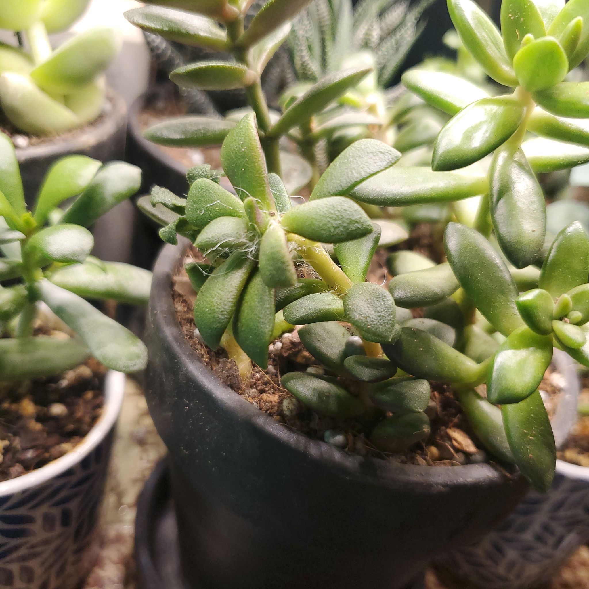 Anacampseros 'Sunrise' succulent in a black pot with slight yellowing on some leaves, surrounded by other plants.