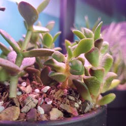 Anacampseros 'Sunrise' plant