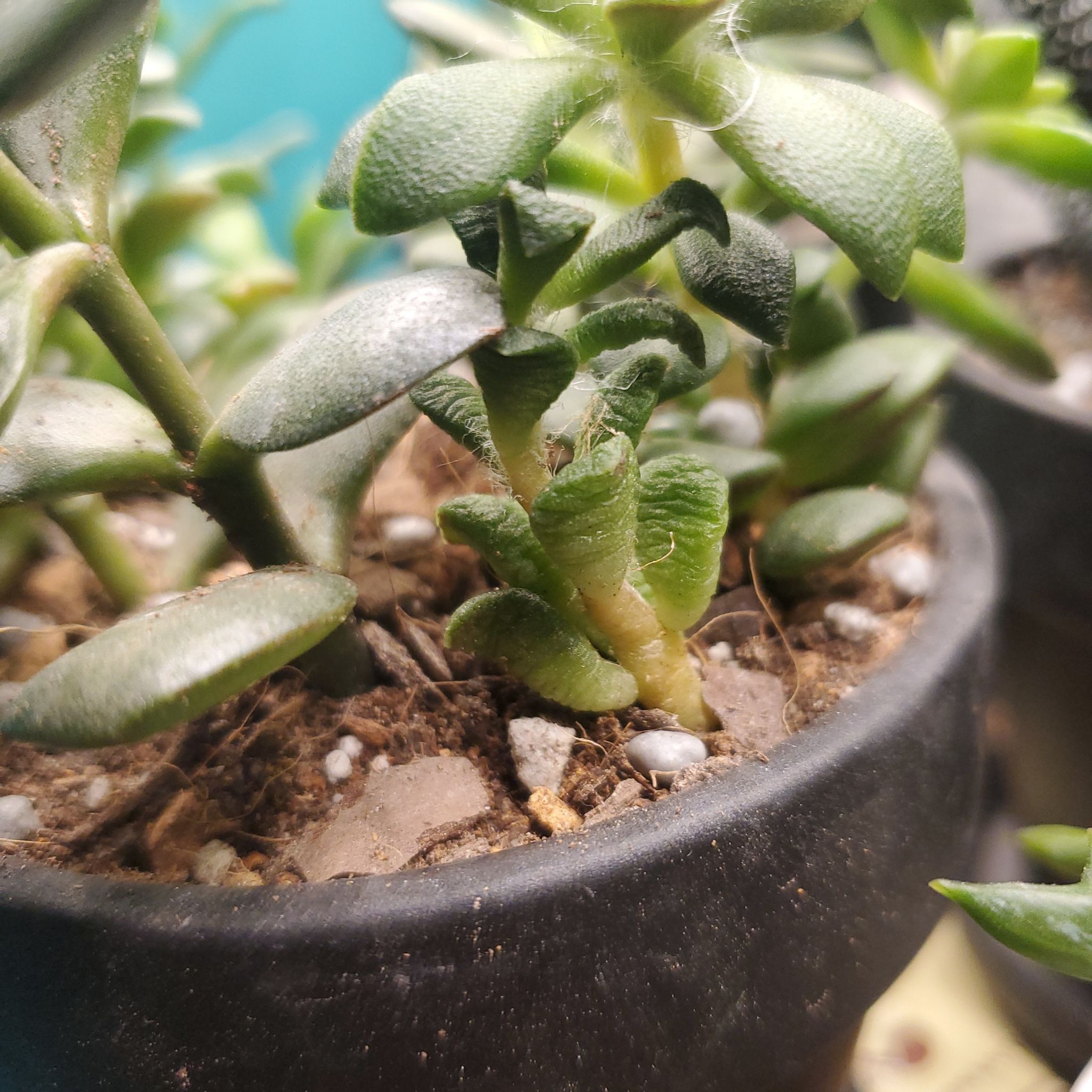Potted Anacampseros 'Sunrise' plant with slight yellowing at the base of the stem.