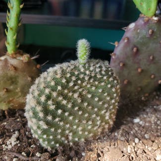 Bunny Ears Cactus plant in Fremont, Ohio