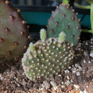 Bunny Ears Cactus plant in Fremont, Ohio