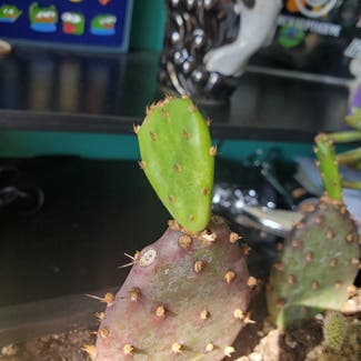 Smooth Prickly Pear plant in Fremont, Ohio