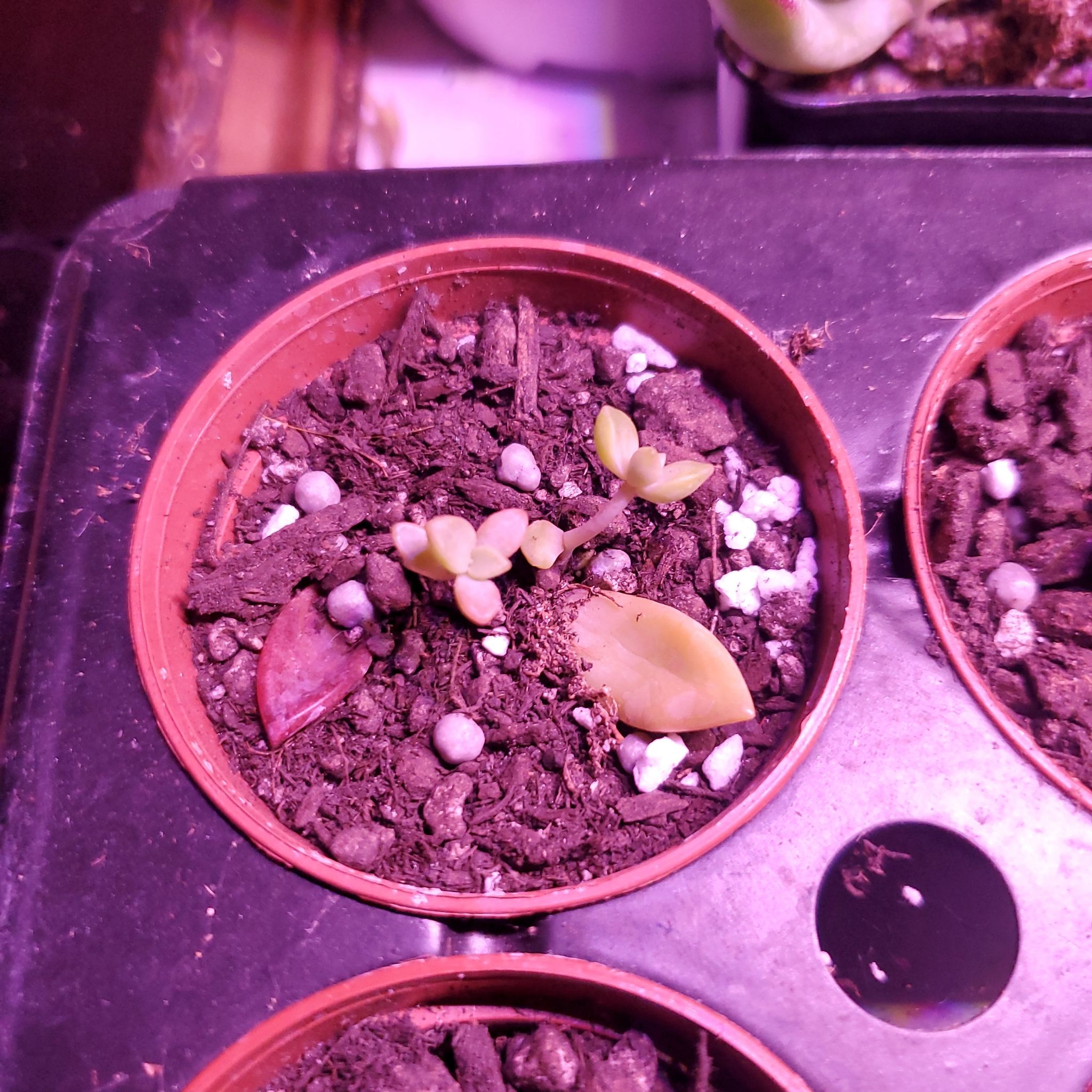 Graptosedum 'California Sunset' plant in a pot with visible soil, showing yellowing and browning leaves.