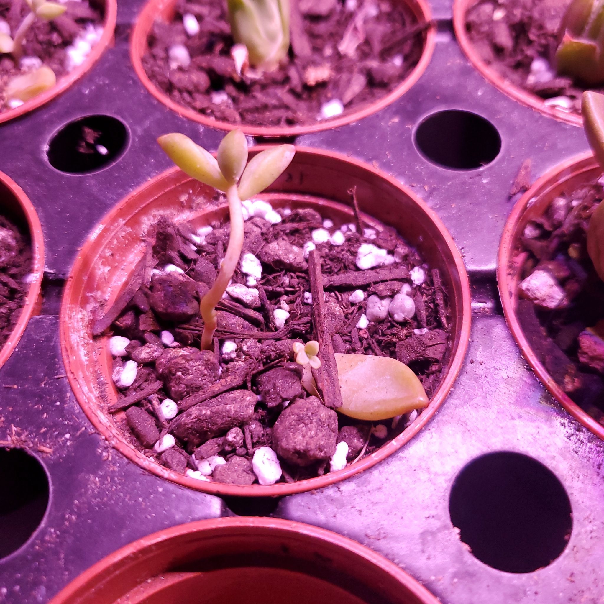 Small Graptosedum 'California Sunset' succulent in a pot with visible soil and perlite.