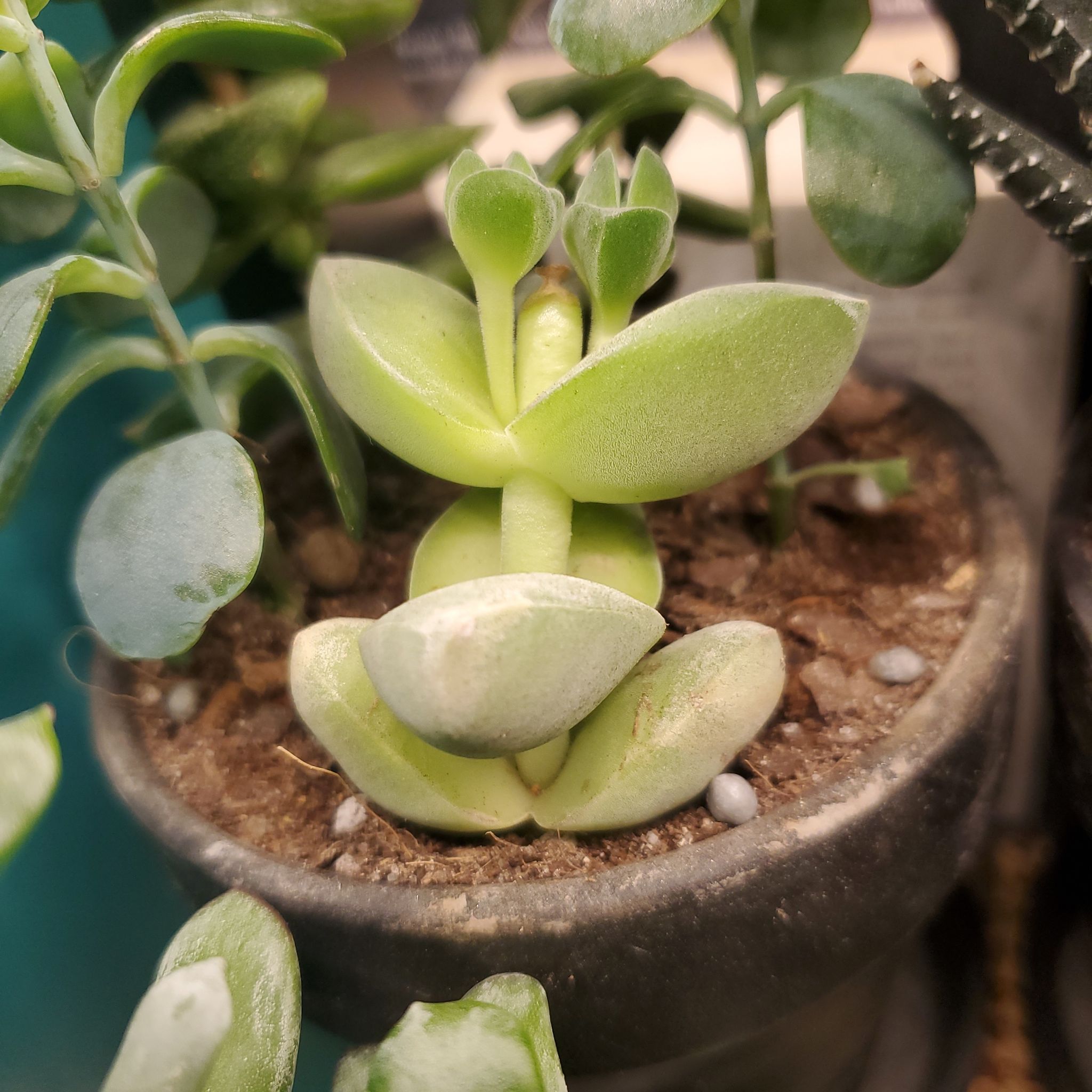 Crassula 'Moonglow' plant in a pot with visible soil, healthy and well-framed.