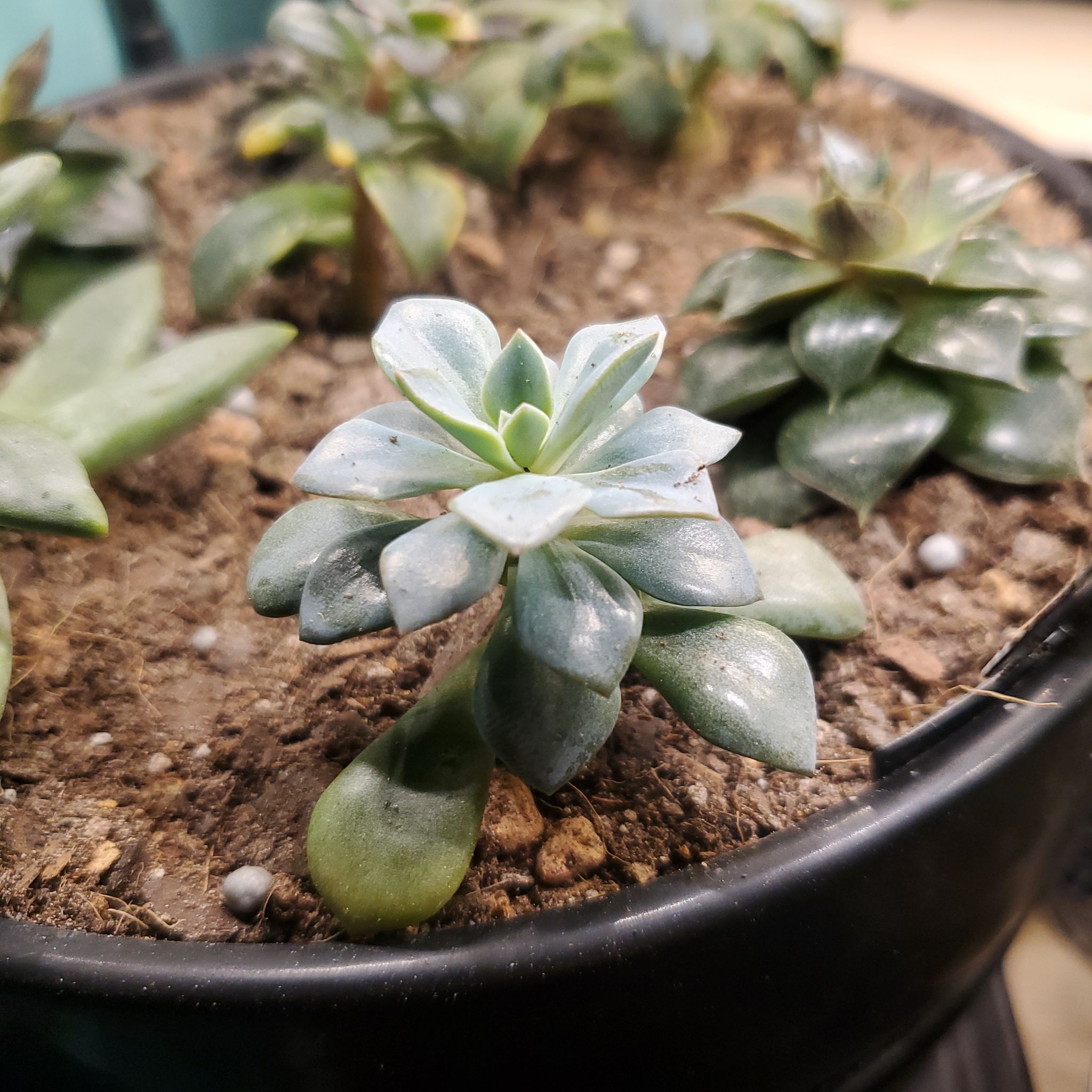 Graptoveria 'Debbie' succulent in a pot with visible soil, appears healthy.