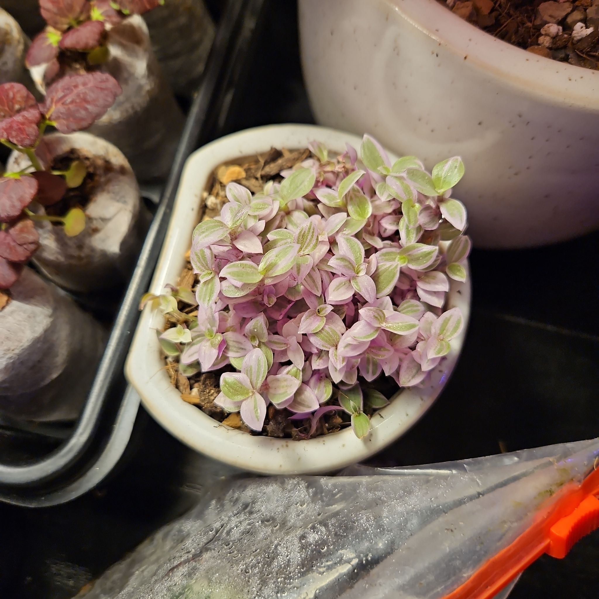 Small potted Tradescantia 'Pink Panther' with pink and green variegated leaves.