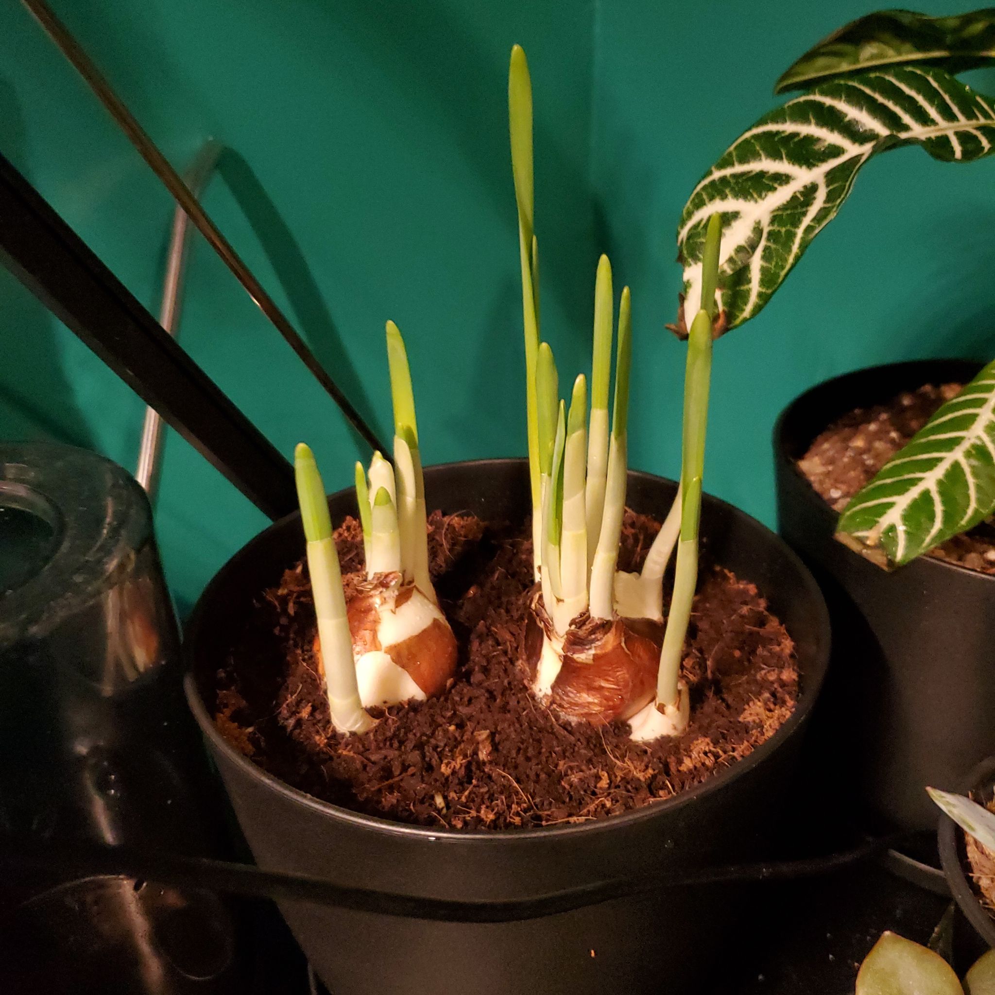 Potted Paperwhite plant with green shoots emerging from bulbs, healthy soil.
