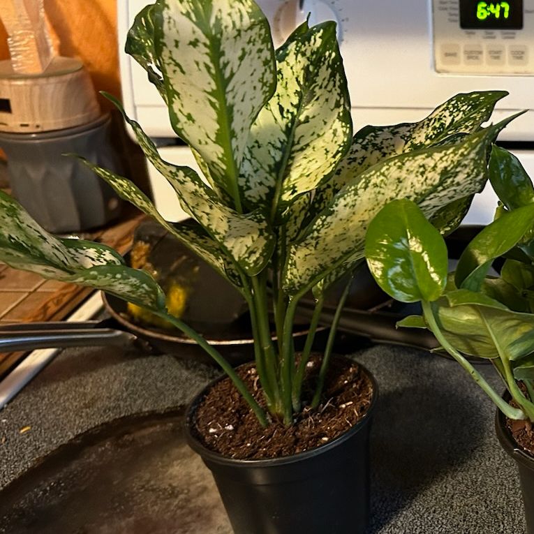 Photo of the plant species Wintery Winehouse Chinese Evergreen by @LadyStarStrings named Chardon on Greg, the plant care app
