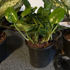 Emerald Pothos plant