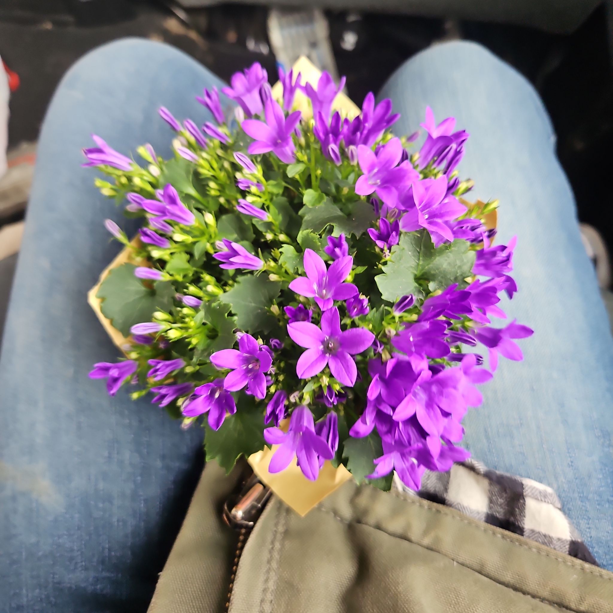 A healthy Peach-Leaf Bellflower with vibrant purple flowers being held over a person's legs.
