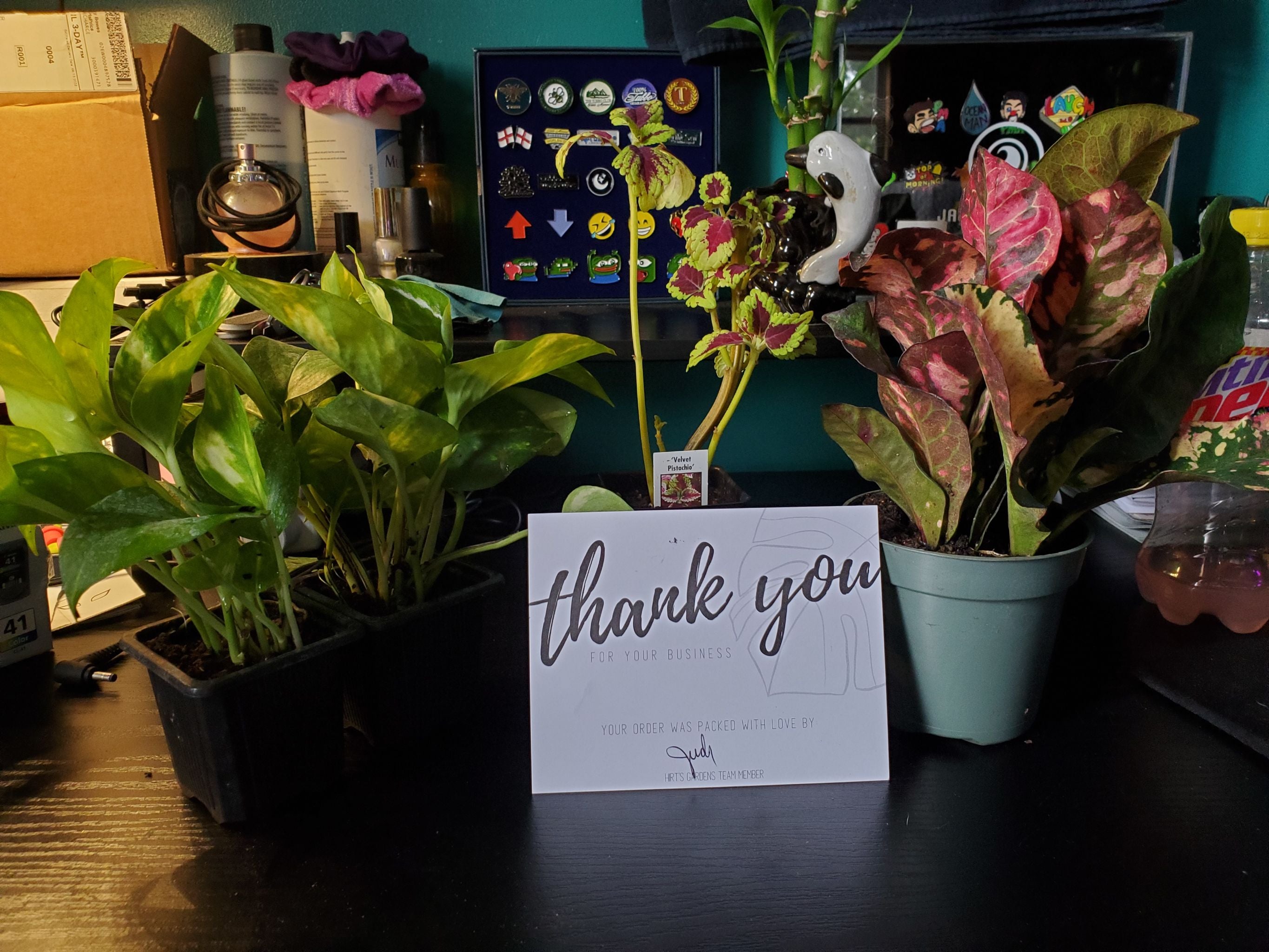 Hirts Gardens is amazing for plant lovers! 😍