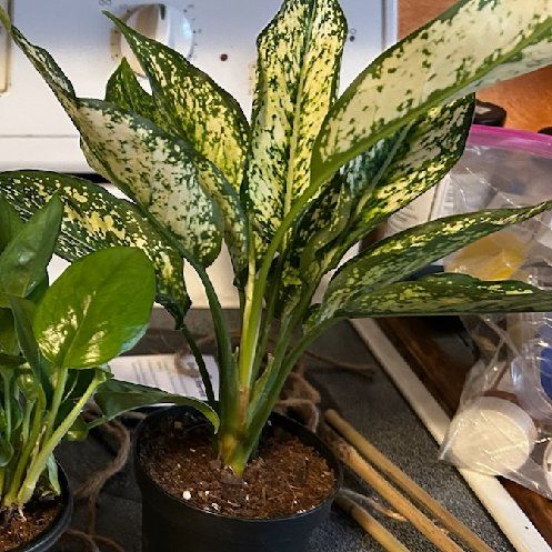 Photo of the plant species Wintery Winehouse Chinese Evergreen by @LadyStarStrings named Chablis on Greg, the plant care app