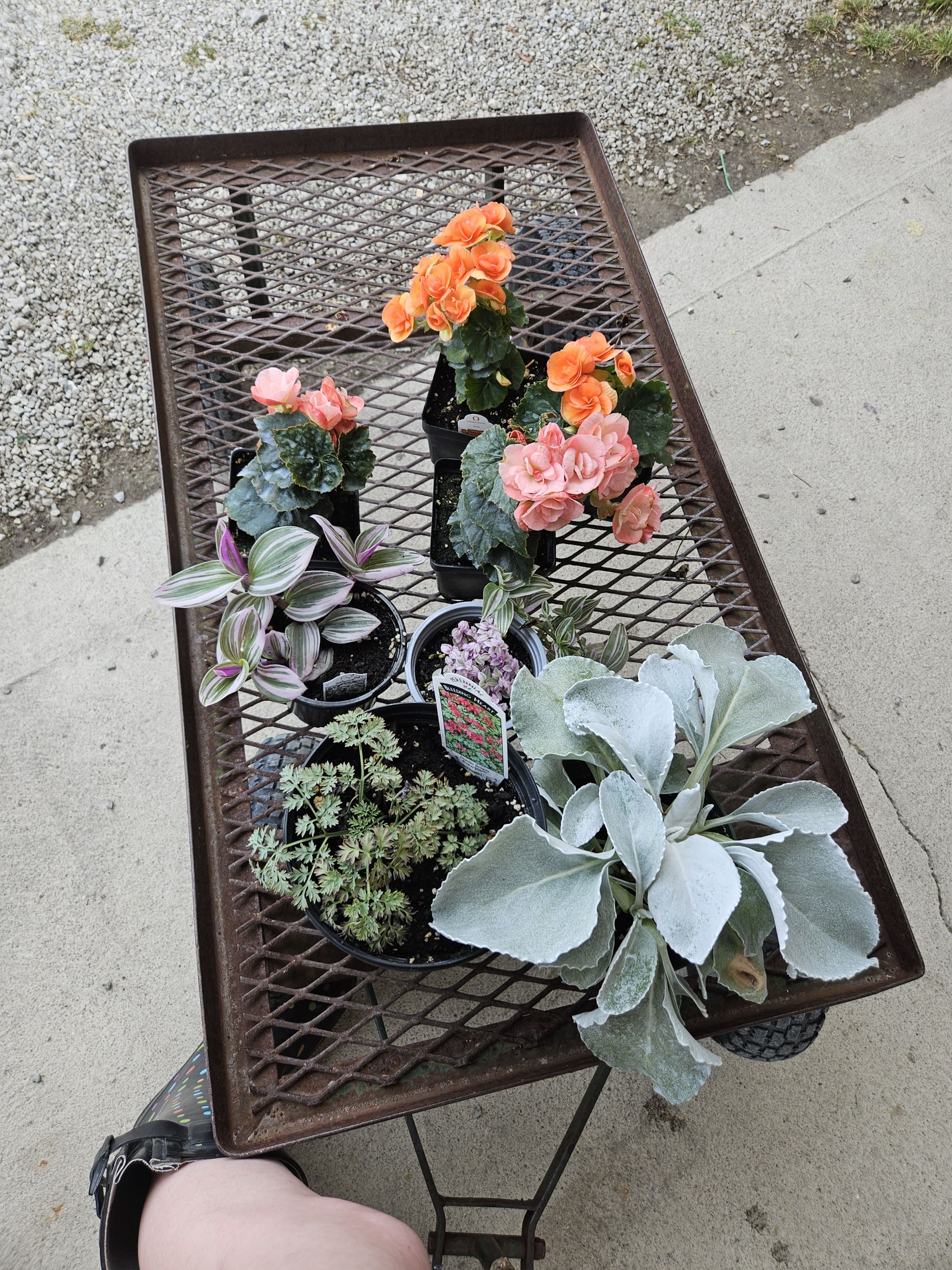 Photo from the post