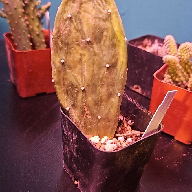 Photo of the plant species Warm Hand Cactus by @LadyStarStrings named Savita on Greg, the plant care app