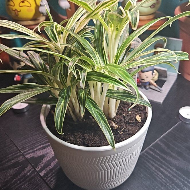 Photo of the plant species Chinese Evergreen Bai Kaw by @LadyStarStrings named Takeo on Greg, the plant care app