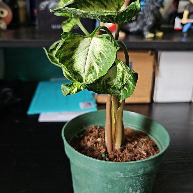 Photo of the plant species Syngonium by @LadyStarStrings named Tanaka on Greg, the plant care app