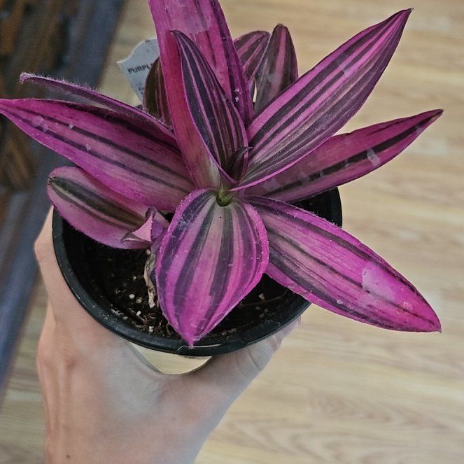 Photo of the plant species Varigated Setcreasea by @LadyStarStrings named Bíborka on Greg, the plant care app
