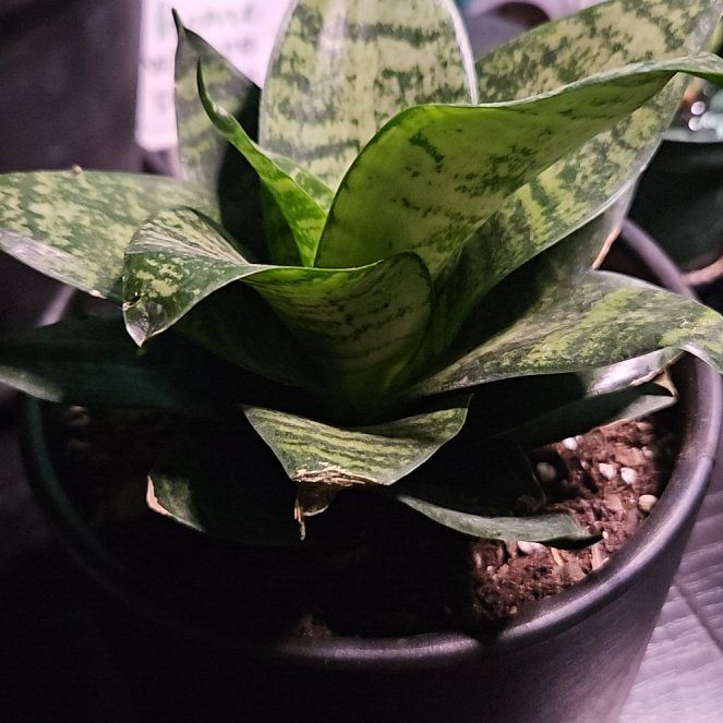 Photo of the plant species Forest Star Snake Plant by @LadyStarStrings named Siouxli on Greg, the plant care app