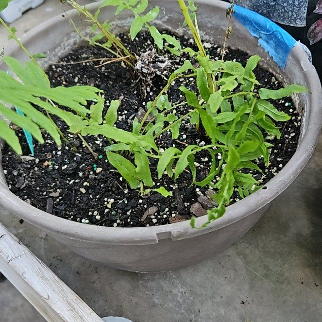 Photo of the plant species Matteuccia by @LadyStarStrings named Wren on Greg, the plant care app