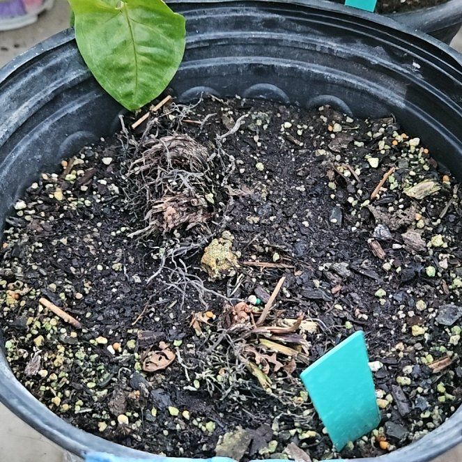 Photo of the plant species Cinnamon Fern by @LadyStarStrings named Namon on Greg, the plant care app
