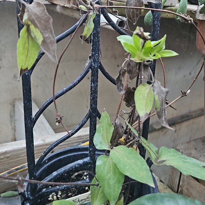 Photo of the plant species Clematis by @LadyStarStrings named Liwia on Greg, the plant care app