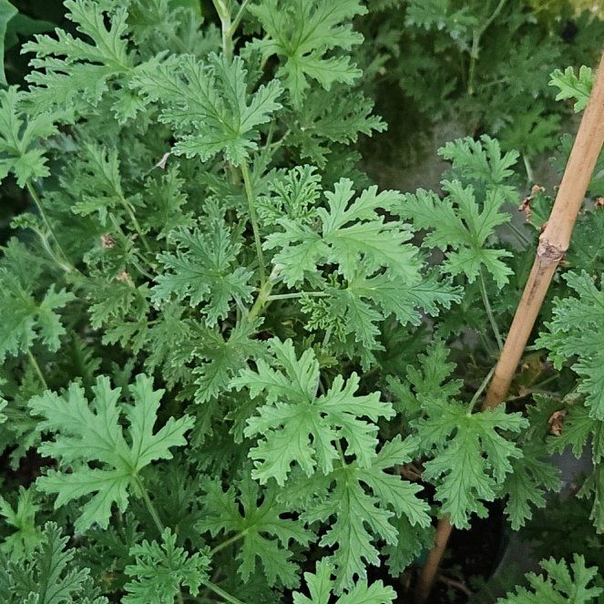 Photo of the plant species Citronella Geranium by @LadyStarStrings named Livolello on Greg, the plant care app